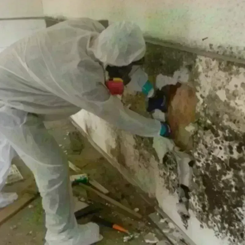 Mold Remediation and Removal in Yuma, CO